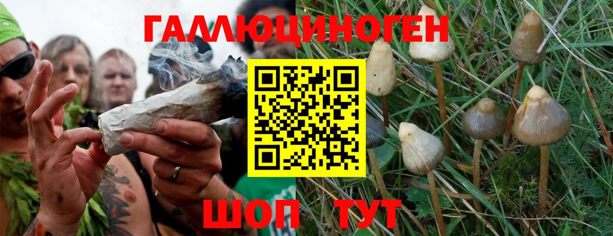 Псилоцибиновые грибы Magic Shrooms  наркошоп  Мурино  Вход с VPN 